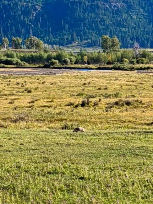 Badger in Lamar Valley Yellowstone National Park Wyoming 1