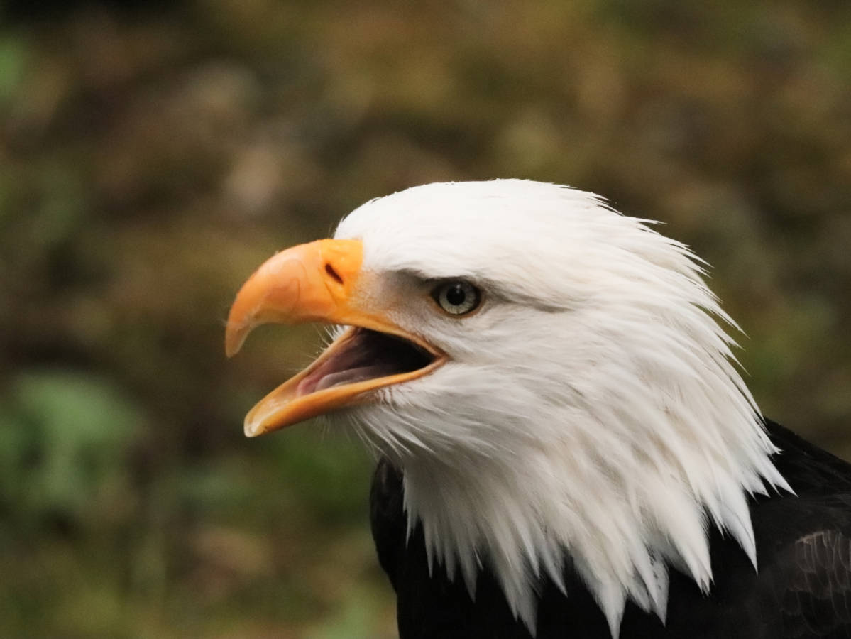 Bald Eagle at Alaska Raptor Center in Sitka Alaska