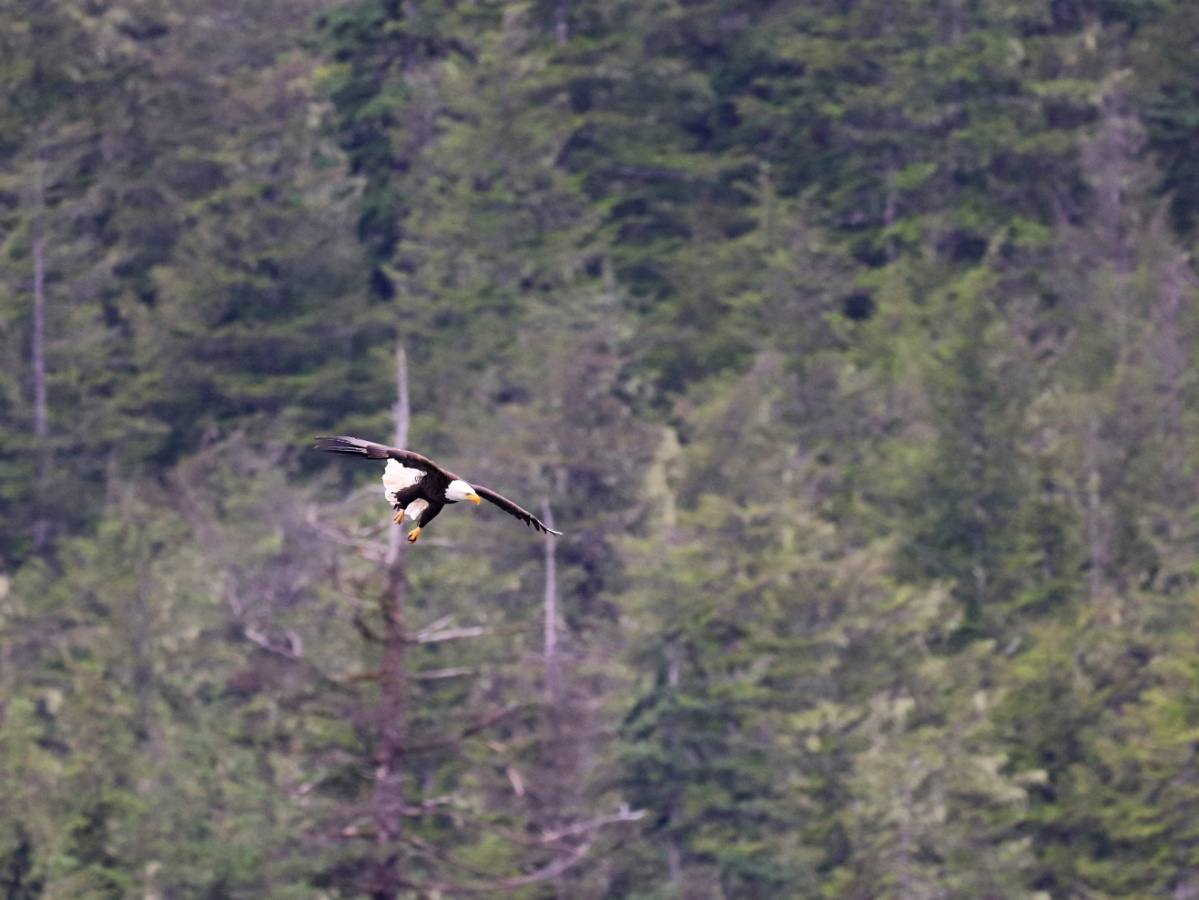 Bald Eagle flying at Sheep Creek Beach Juneau Alaska 2