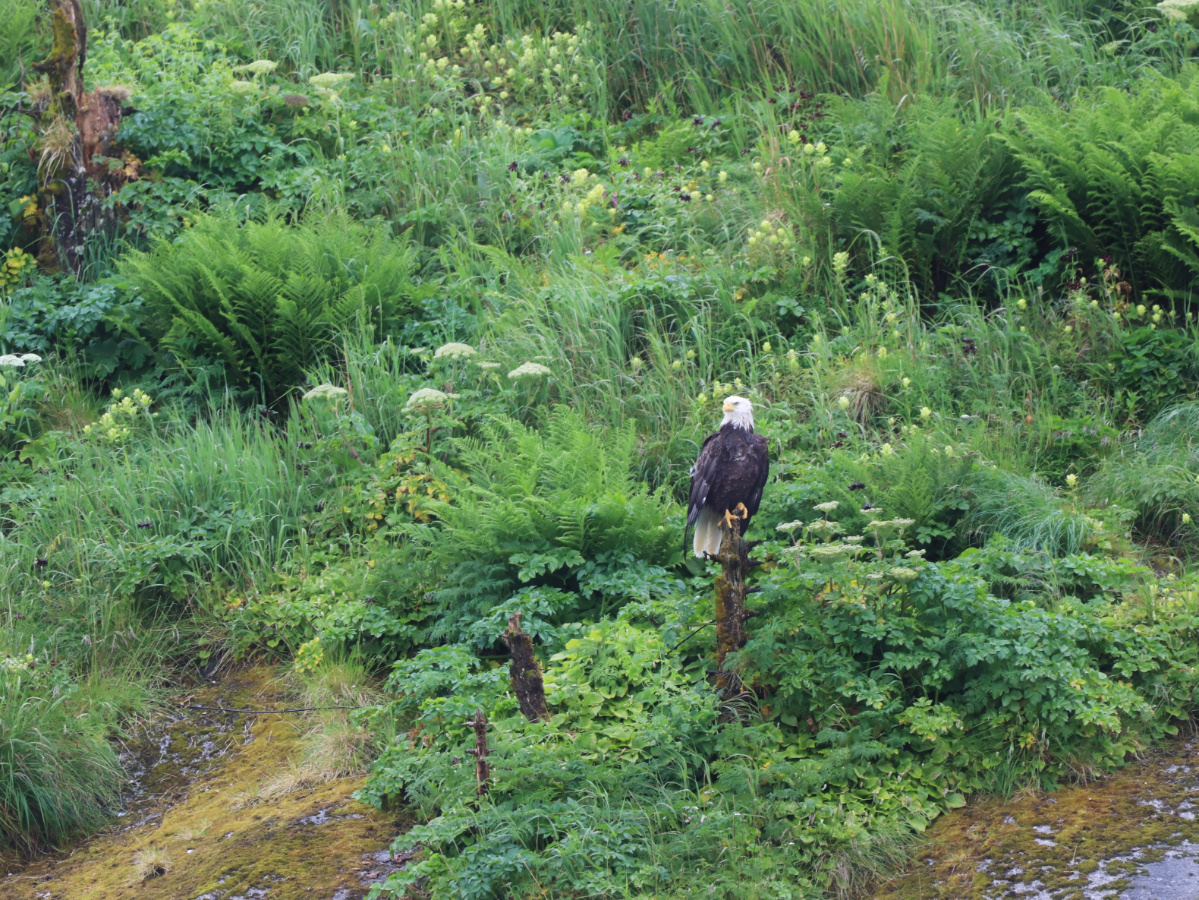 Bald Eagle in Kenai Fjords National Park Alaska 1b