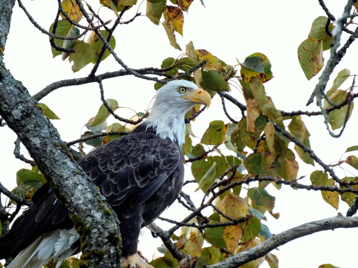 Bald Eagle in Tree in Kodiak Alaska 3