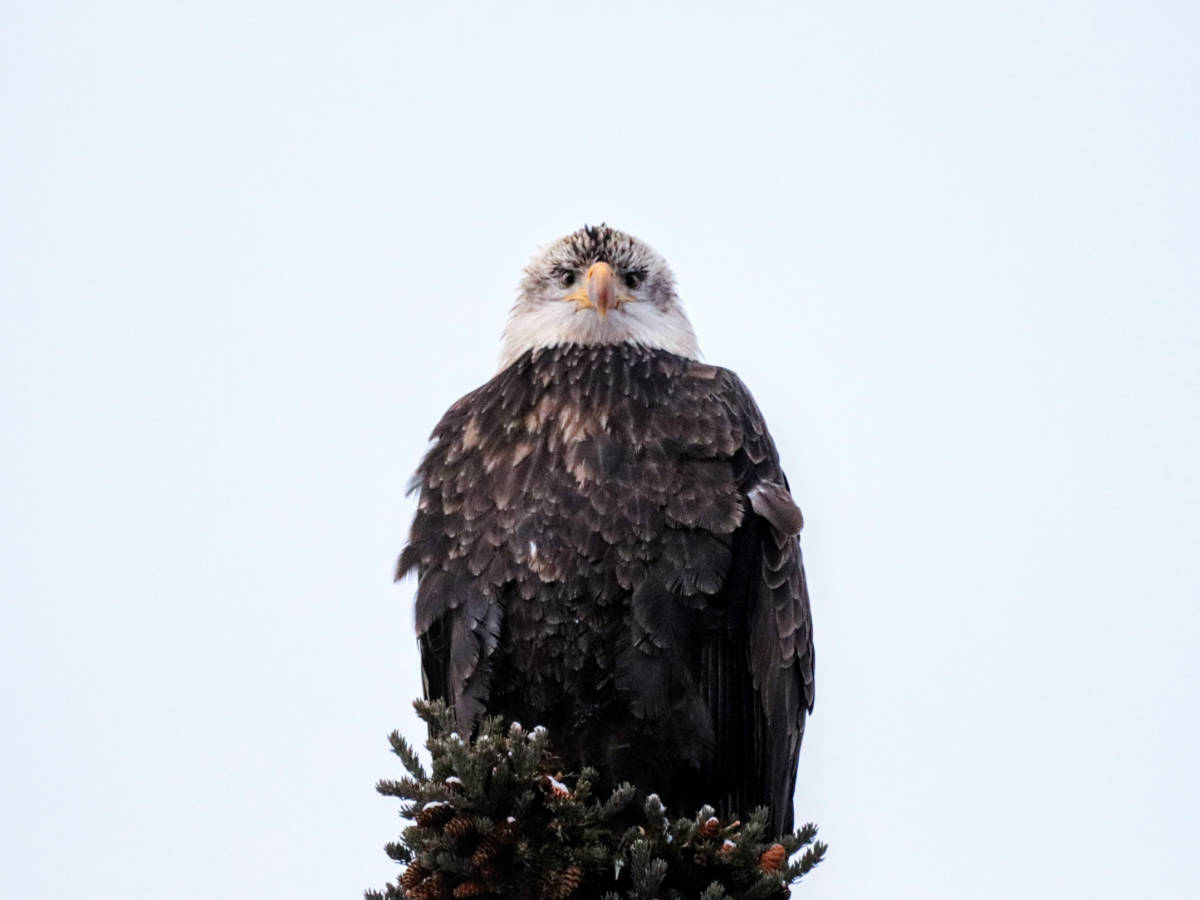 Bald Eagle in tree during Alaska Backcountry Adventures UTV Winter Tour Palmer Alaska 3