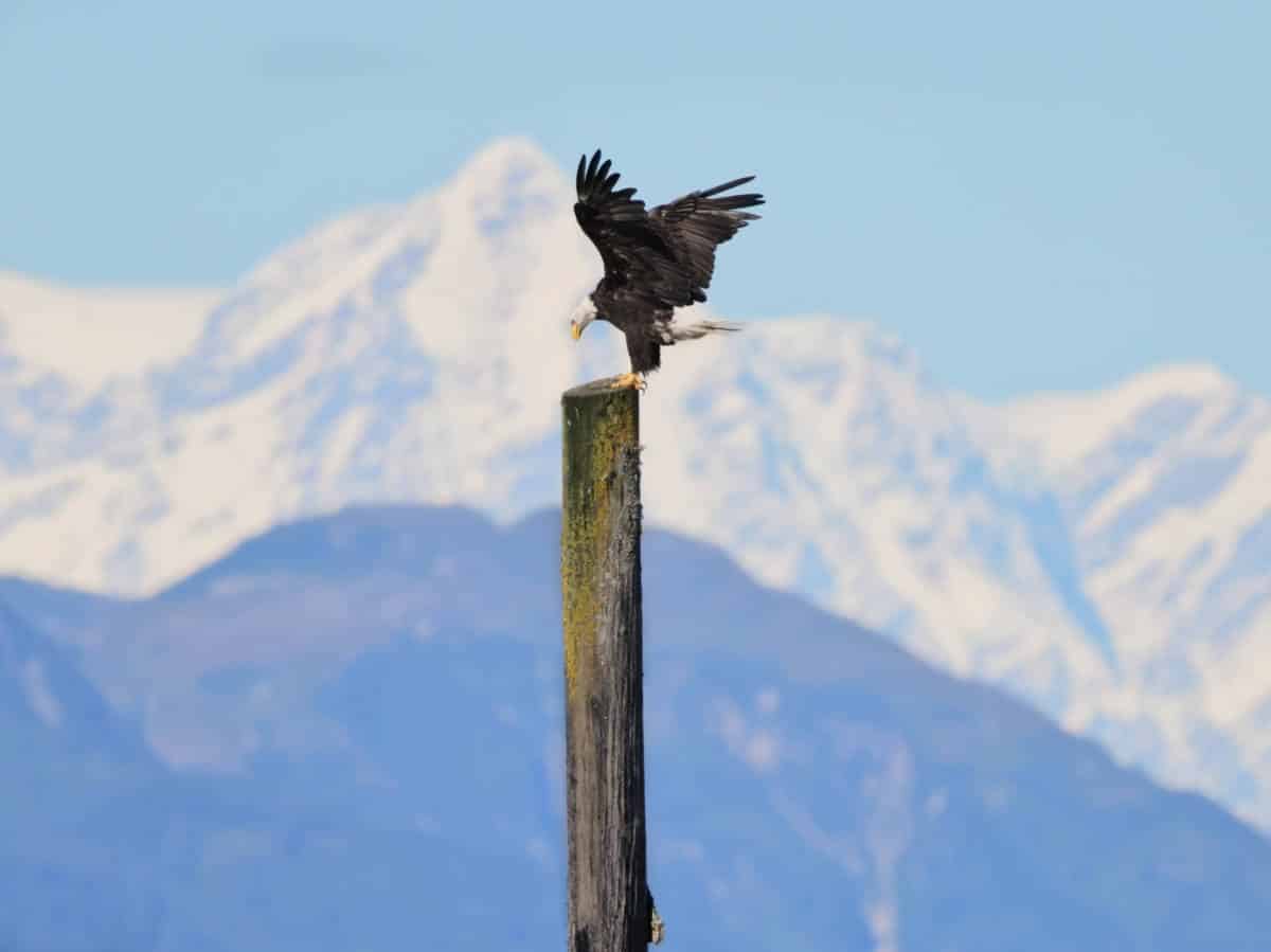 Bald Eagle on Dock in Gustavus Alaska 3