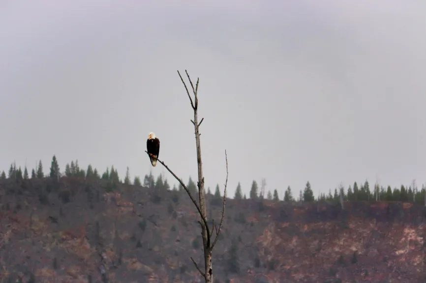 Bald Eagle on tree in Madison River Yellowstone National Park Wyoming 1