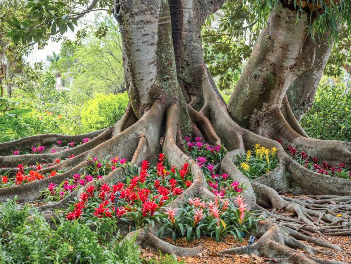 Banyan Tree with Bromeliads at Marie Selby Botanical Gardens Sarasota Florida 1