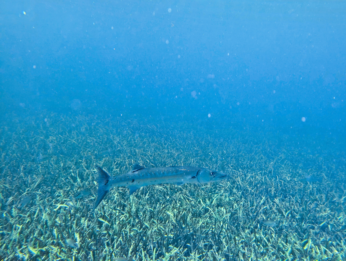 Barracuda in the Grassy Flats at Key West National Wildlife Refuge Florida Keys 1