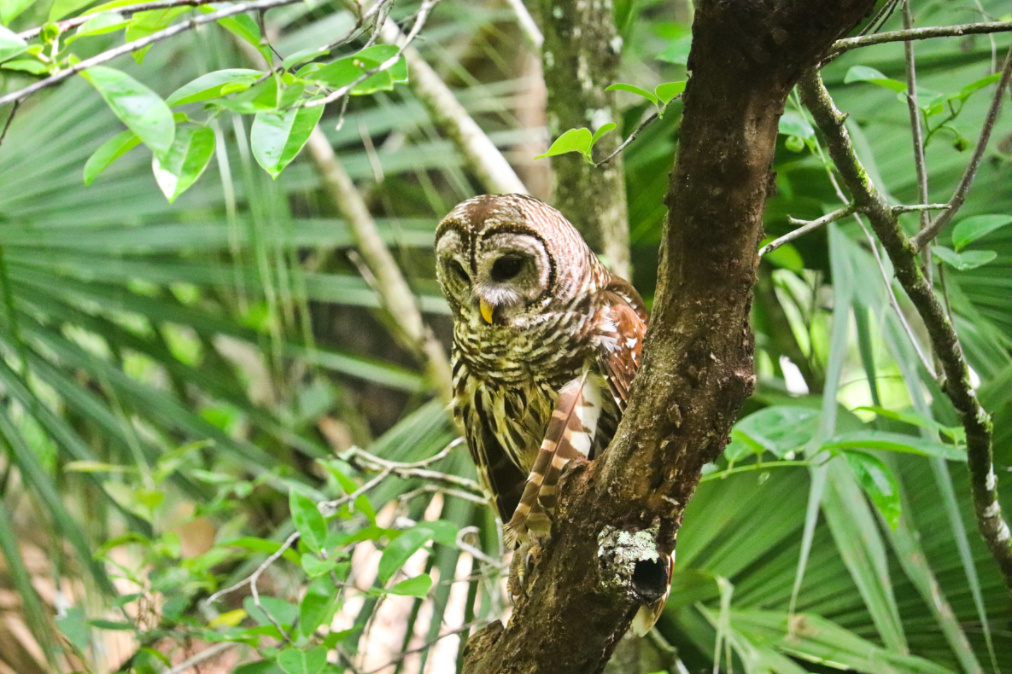 Barred Owl on Janes Scenic Drive Fakahatchee Strand Big Cypress National Preserve Florida 10