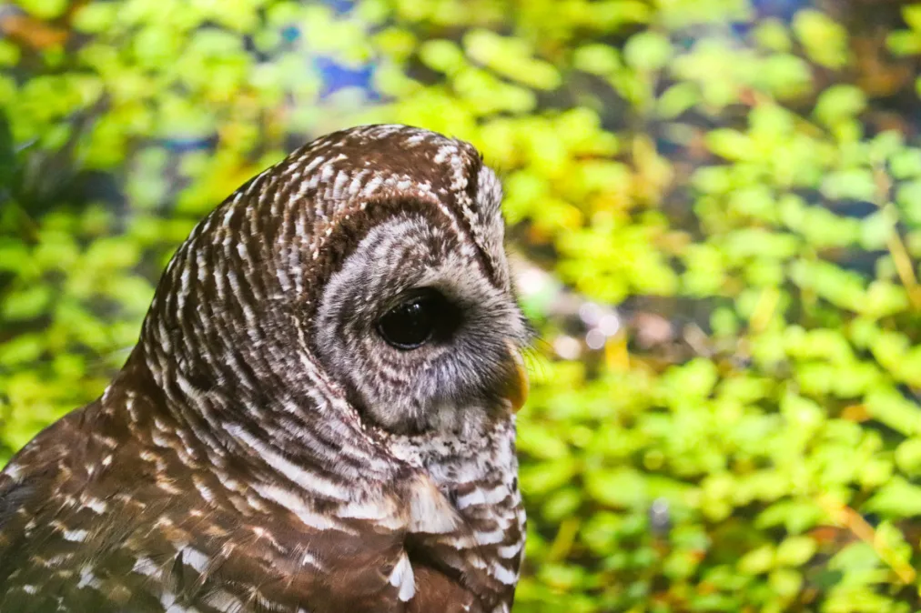 Barred Owl on Janes Scenic Drive Fakahatchee Strand Big Cypress National Preserve Florida 14