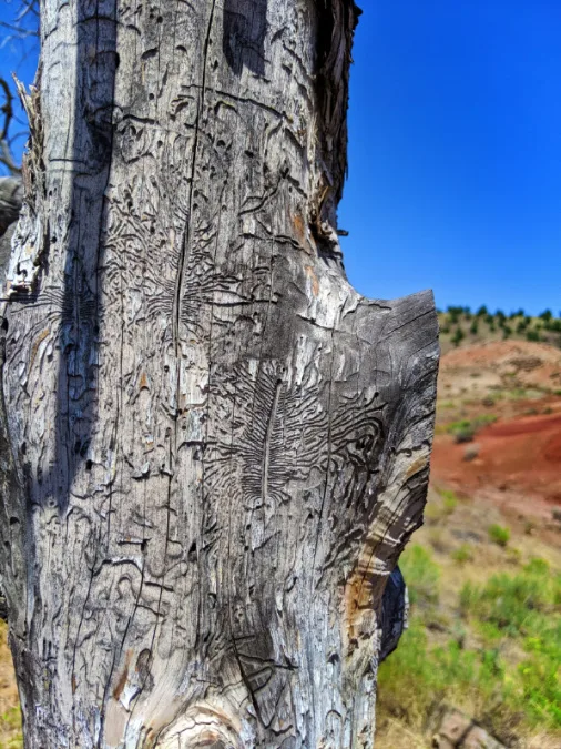 Beetle Gallery carving in Juniper Tree at Red Scar Knot trail Painted Hills John Day Fossil Beds NM Oregon 2