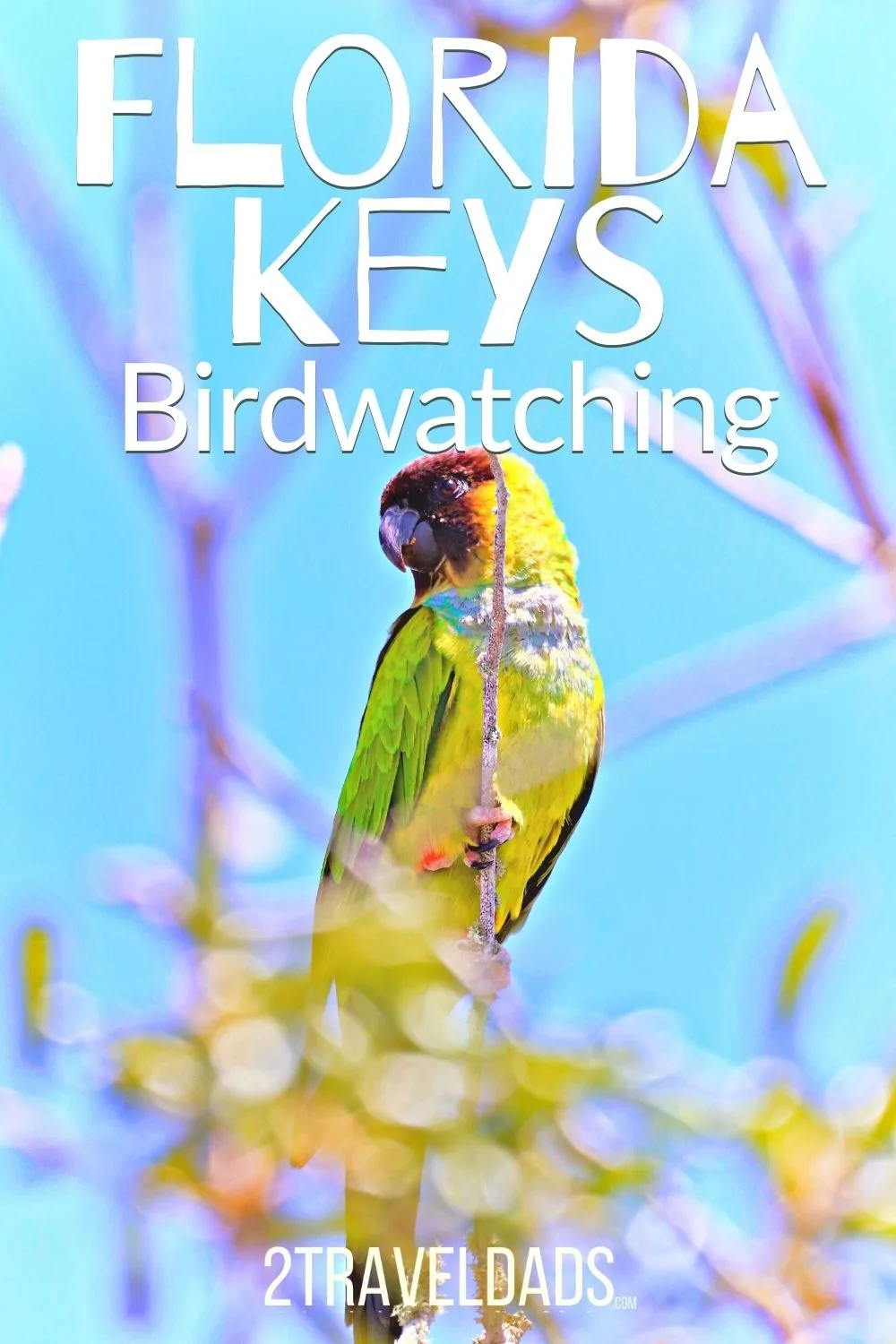 Birdwatching in the Florida Keys is amazing. With a diverse range of bird species inhabiting the area's unique coastal habitats and low-lying tropical forests, we have tips for spotting wildlife and where the best birding in the Keys is!