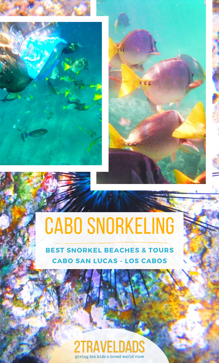 Cabo San Lucas is perfect for snorkeling. These are the best spots for snorkeling in Cabo, snorkel tour recommendations and maps to get you around Los Cabos, Mexico. #mexico #wildlife #snorkeling