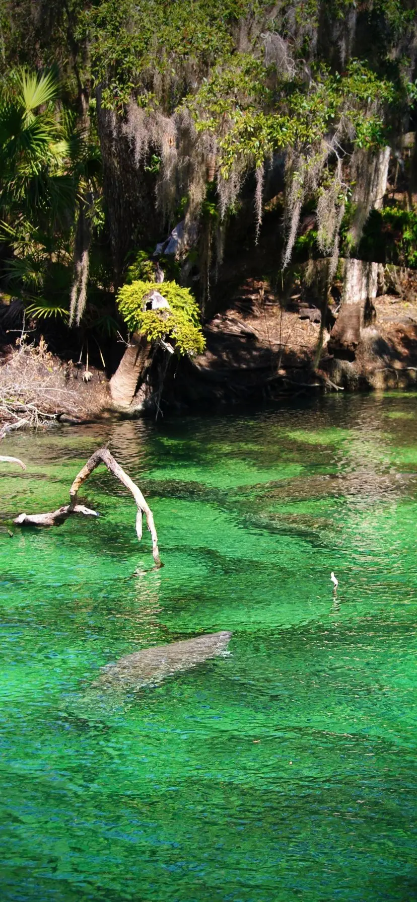 Best Florida Springs for Manatees Blue Spring State Park