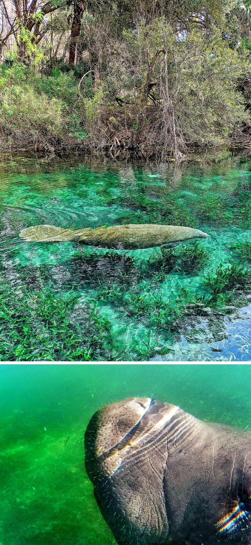 Best Florida Springs for Manatees Web Story