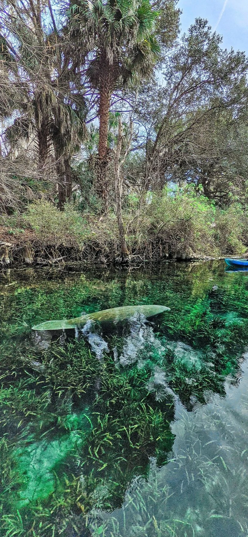 Best Florida Springs for Manatees at Silver Springs State Park