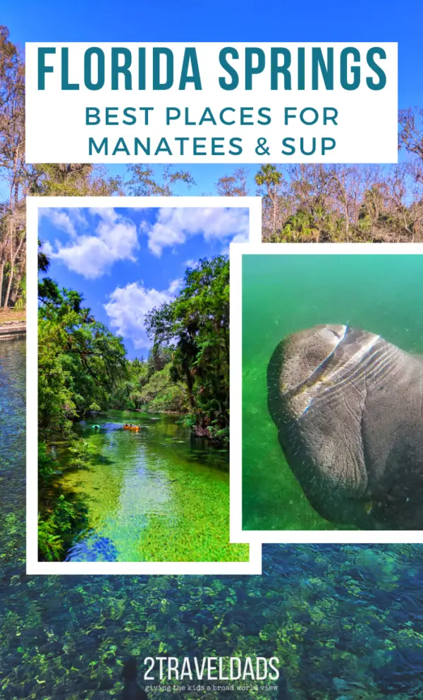 The many Florida springs are amazing. These are the best places for manatees, alligators and paddleboarding through Florida's jungles. #paddleboarding #SUP #Florida