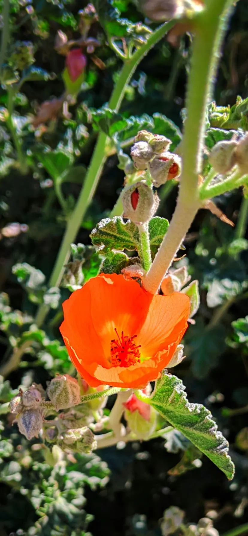 Best Palm Springs Hikes Superbloom Web Story