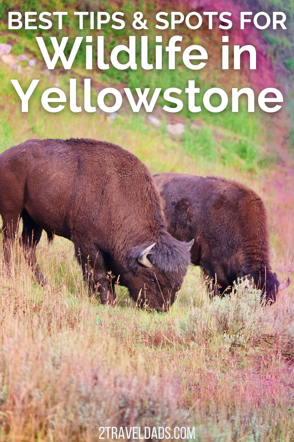 Wildlife in Yellowstone National Park is one of the highlights of visiting. This guide includes the best places to see all sorts of wildlife in Yellowstone, and tips for easy sightings.