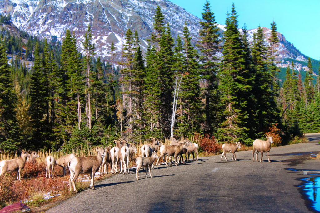 Bighorn Sheep Herd at Two Medicine Lake Glacier National Park 1