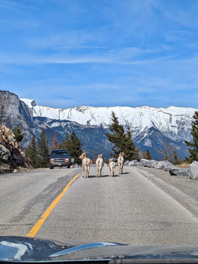 Bighorn Sheep at Lake Minnewanka in Banff National Park Alberta 1