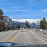 Bighorn Sheep at Lake Minnewanka in Banff National Park Alberta 1