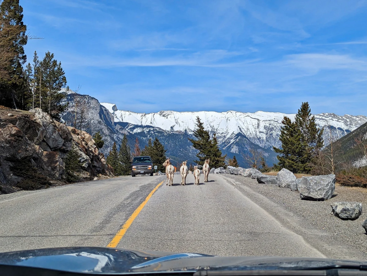 Bighorn Sheep at Lake Minnewanka in Banff National Park Alberta 1