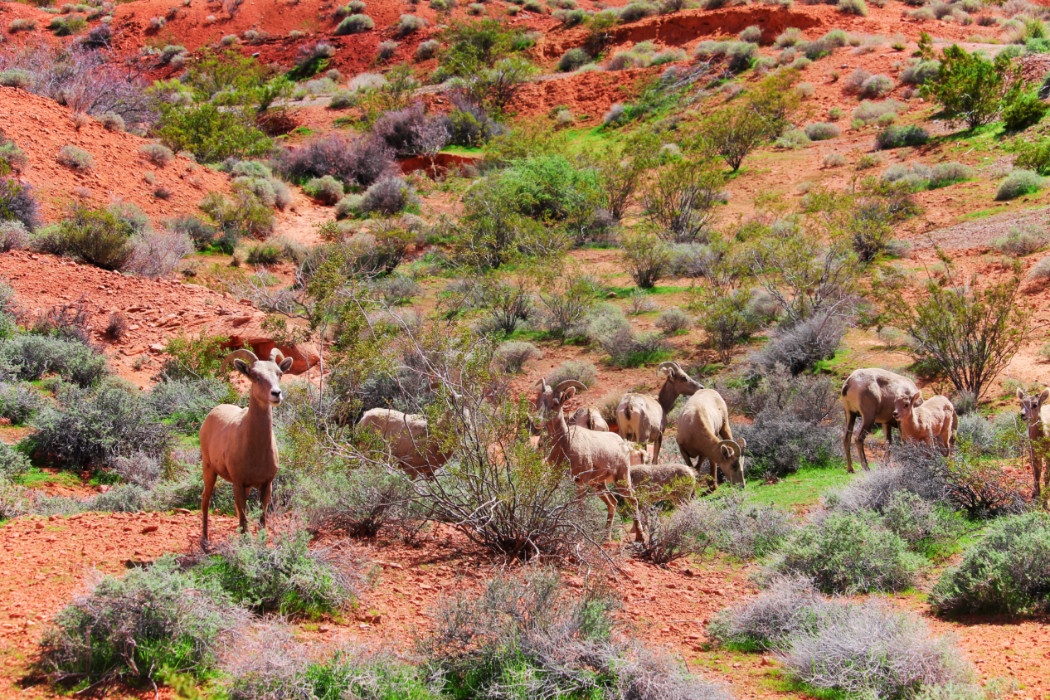 Bighorn Sheep at Valley of Fire State Park Las Vegas Nevada