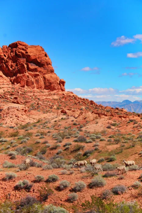 Bighorn Sheep at Valley of Fire State Park Las Vegas Nevada 15