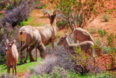 Bighorn Sheep at Valley of Fire State Park Las Vegas Nevada 8