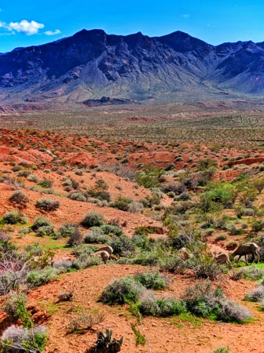 Bighorn Sheep in Valley of Fire State Park Las Vegas Nevada 1