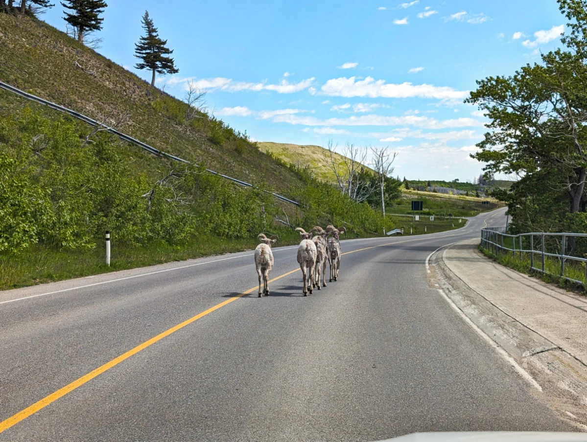 Bighorn Sheep in road at Prince of Wales Hotel in Waterton National Park Alberta Canada 1
