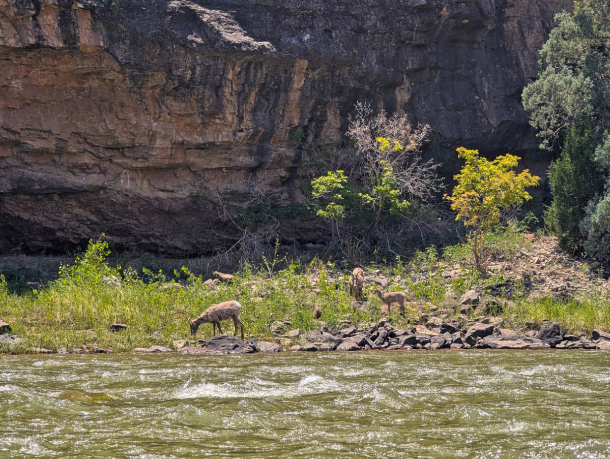 Bighorn Sheep on Green River from Rafting with OARS in Gates of Lodore Dinosaur National Monument Utah 1