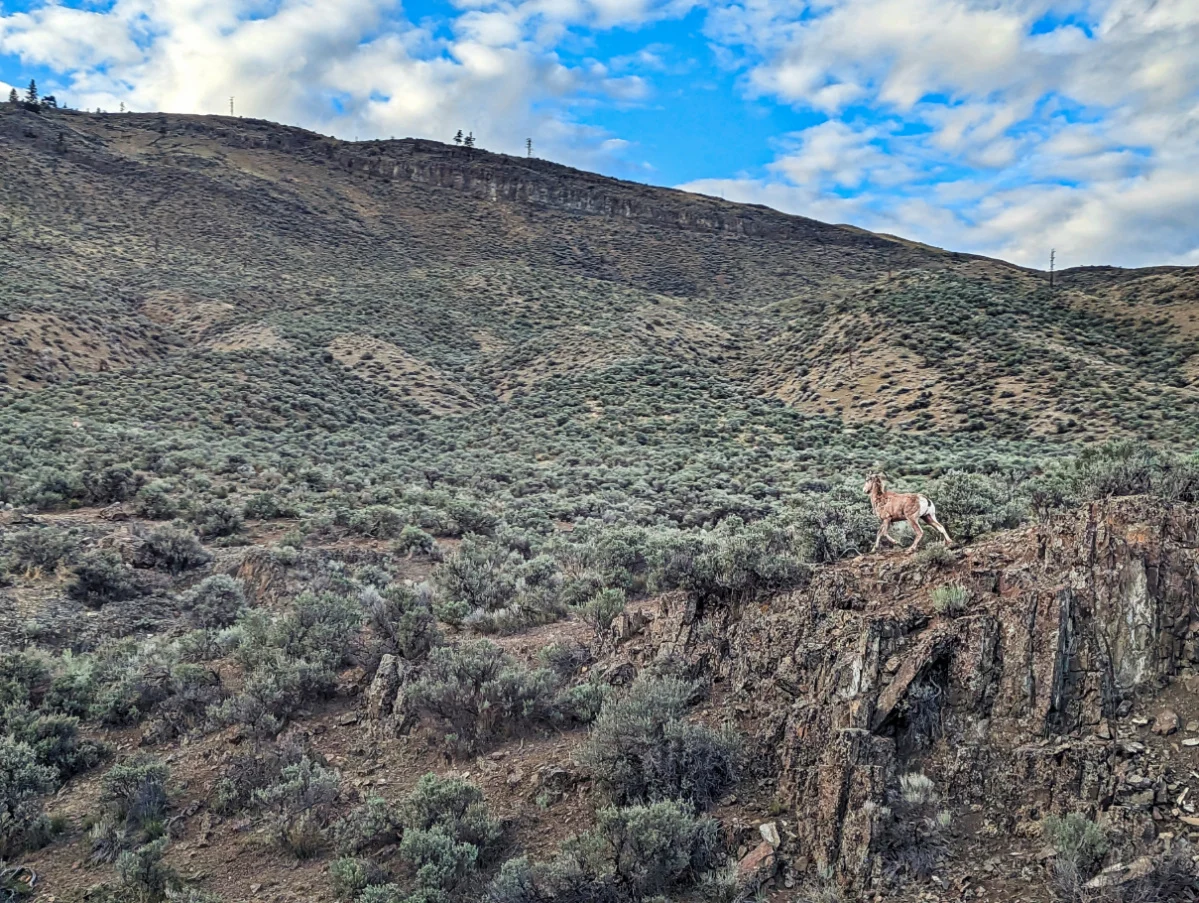 Bighorn Sheep running along Rocky Mountaineer Train at Kamloops Lake BC 1