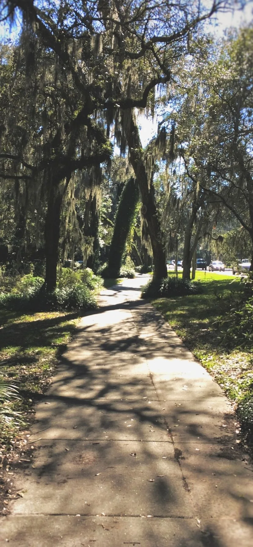 Bike Path Around St Simons Island