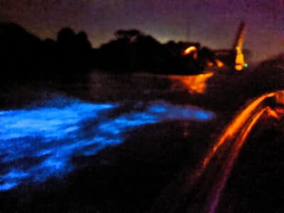 bioluminescent kayaking tours bioluminescence
