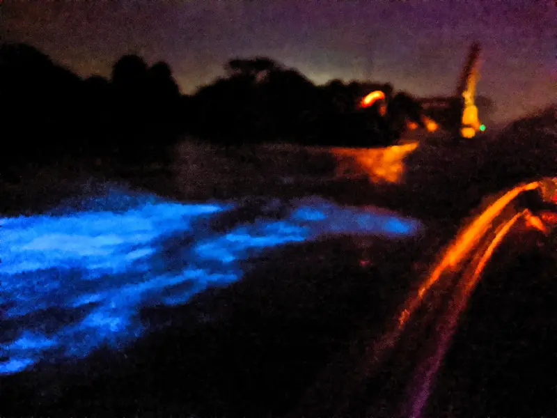 Bioluminescence on Haulover Canal Merritt Island NWR Titusville Florida 2020 3