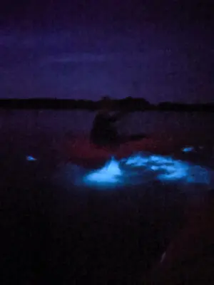 Bioluminescent Kayaking on Mosquito Lagoon at Merritt Island NWR Titusville Florida 2020 6