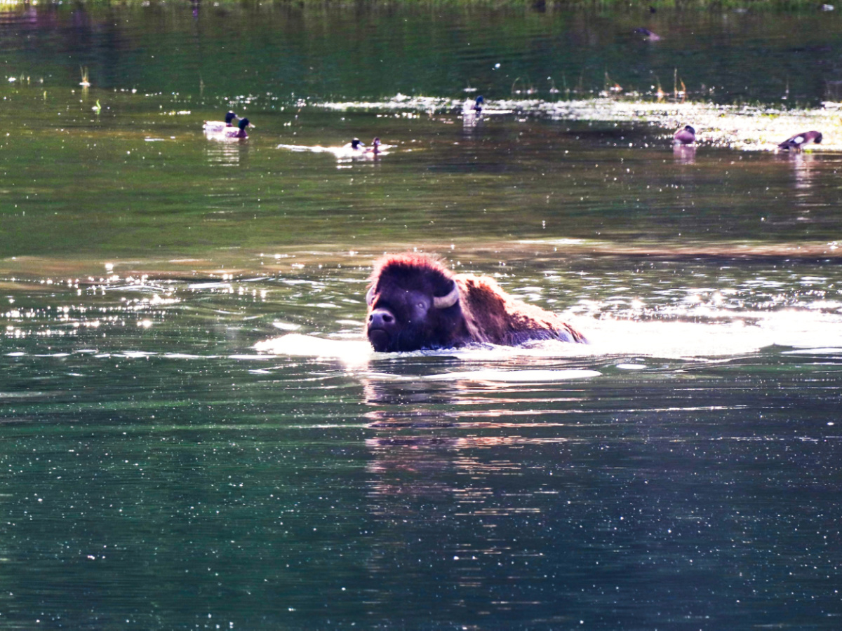 Bison Swimming across Yellowstone River in Hayden Valley Yellowstone National Park Wyoming 3