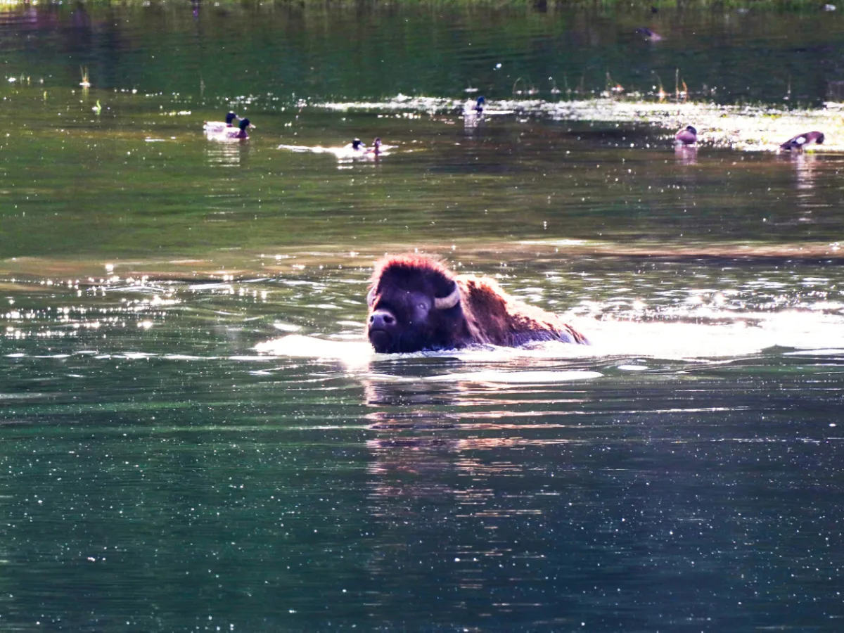 Bison Swimming across Yellowstone River in Hayden Valley Yellowstone National Park Wyoming 3