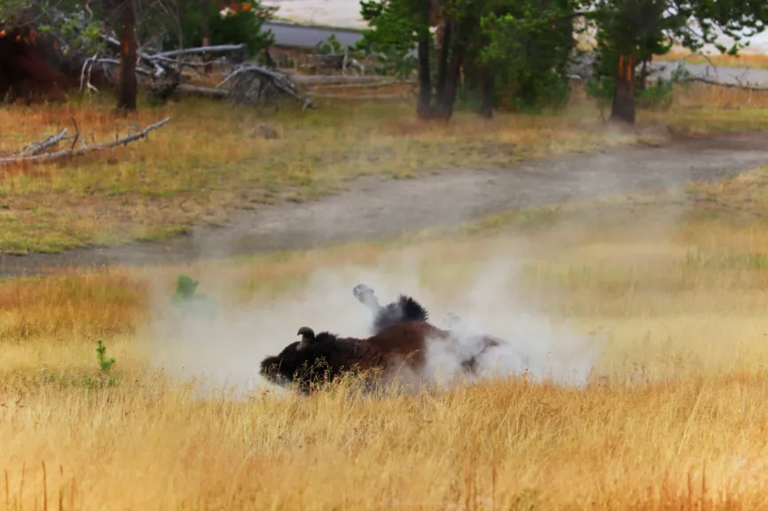 Bison at Old Faithful Geyser Basin Yellowstone National Park Wyoming 4