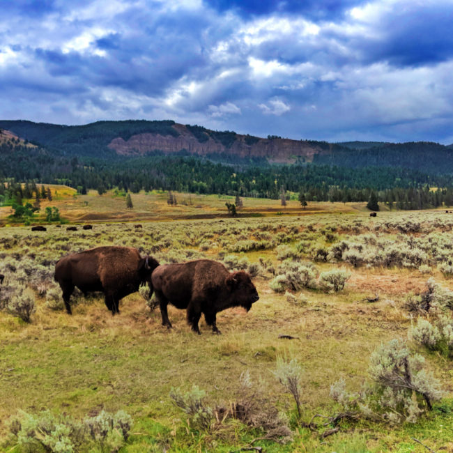 Bison in Lamar Valley Yellowstone NP Wyoming 1