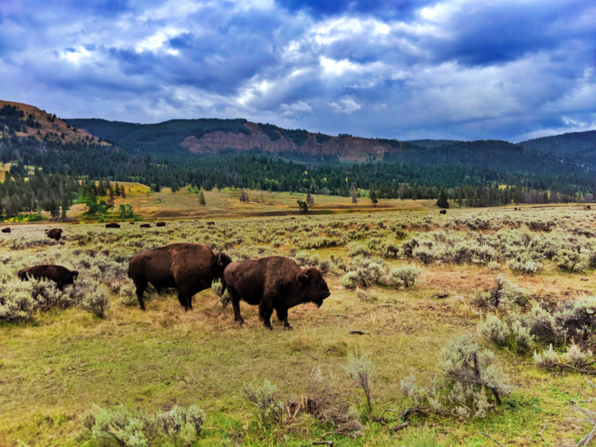 Awesome Yellowstone Itinerary For The Best Wildlife And Hot Springs