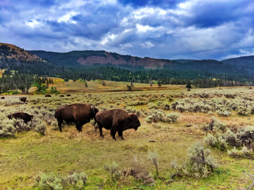 Bison in Lamar Valley Yellowstone NP Wyoming 1