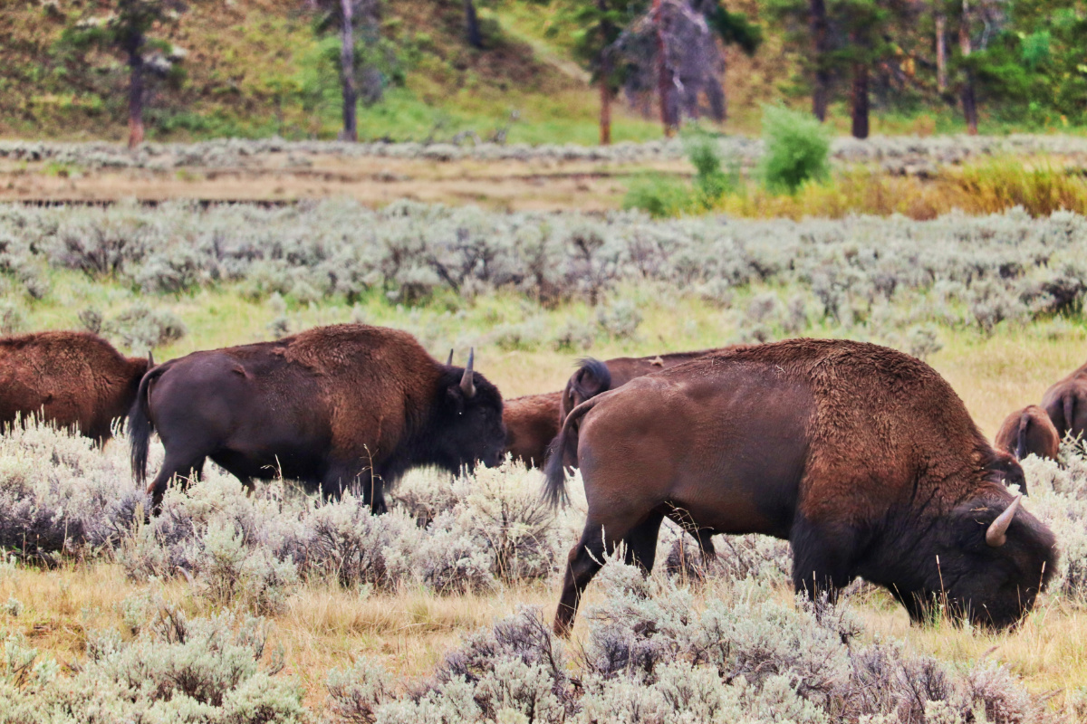 Bison in Lamar Valley Yellowstone National Park Wyoming 910