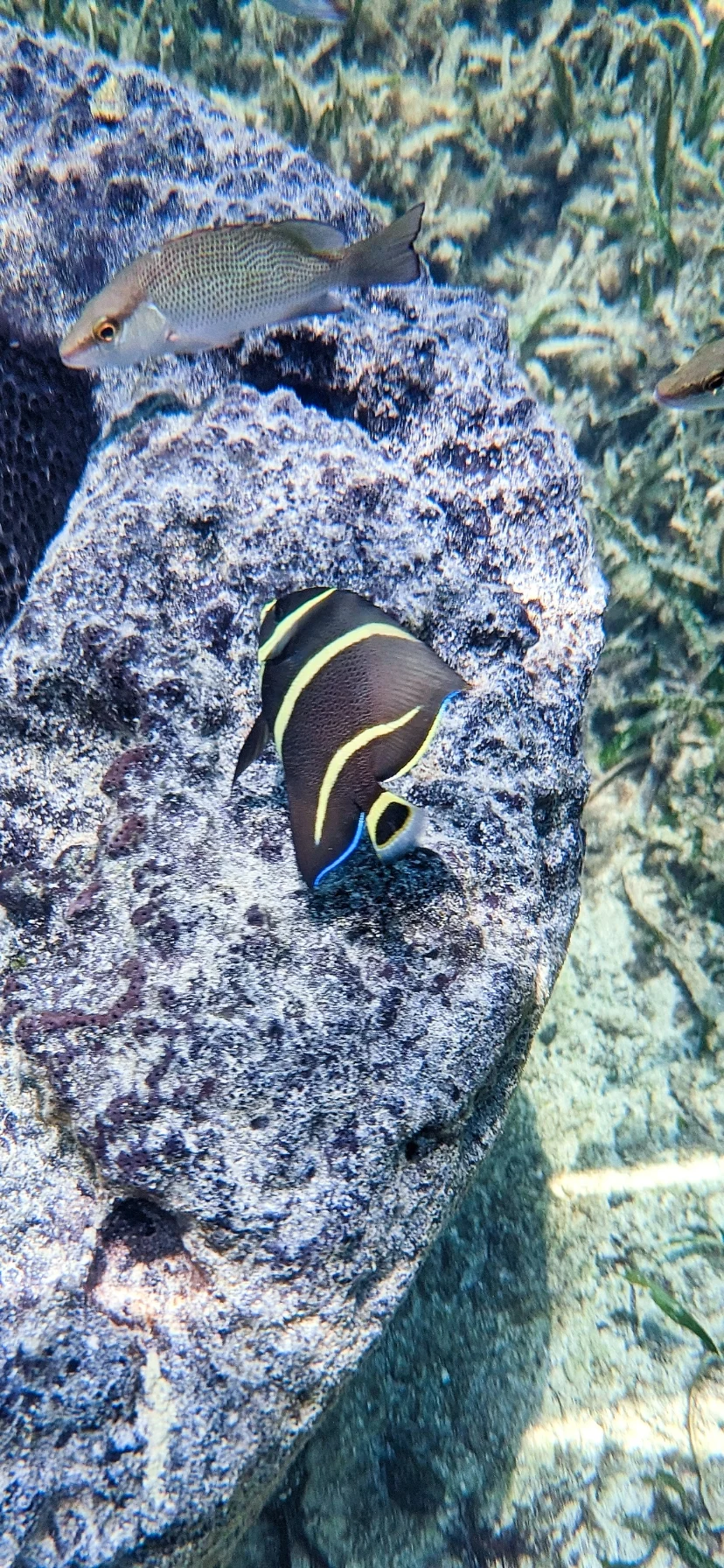 Black Angelfish in the Florida Keys