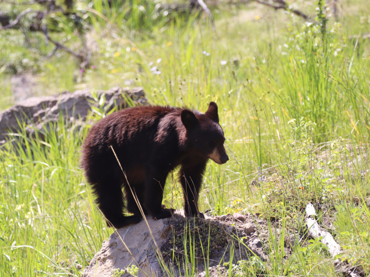 Black Bear Cub at Tower Yellowstone National Park Wyoming 1