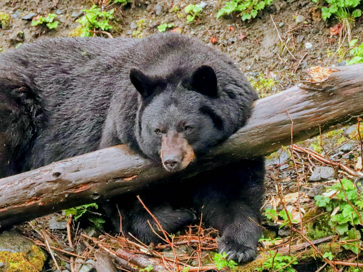 Black Bear at Fortress of the Bear Sanctuary Sitka Alaska