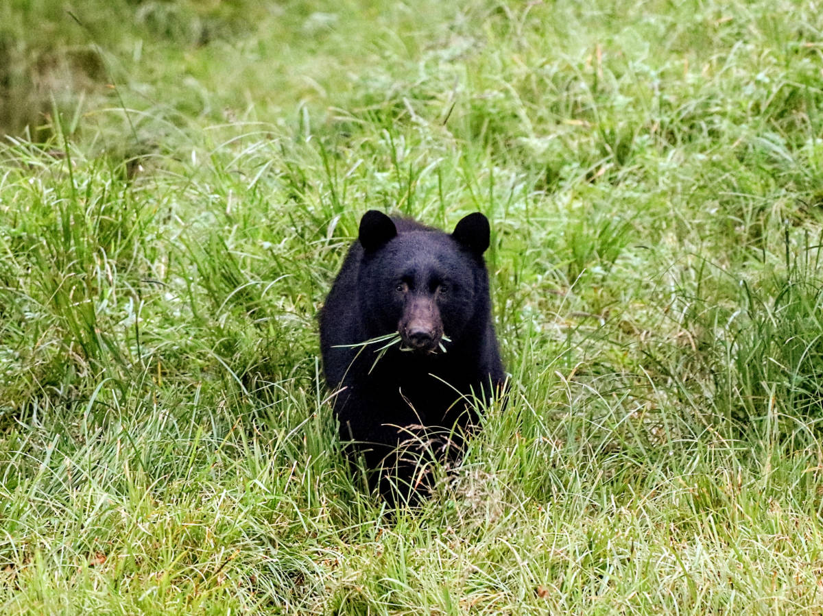 Black Bear at Herring Cove at Kawanti Adventures Rainforest Sanctuary Ketchikan Alaska 2