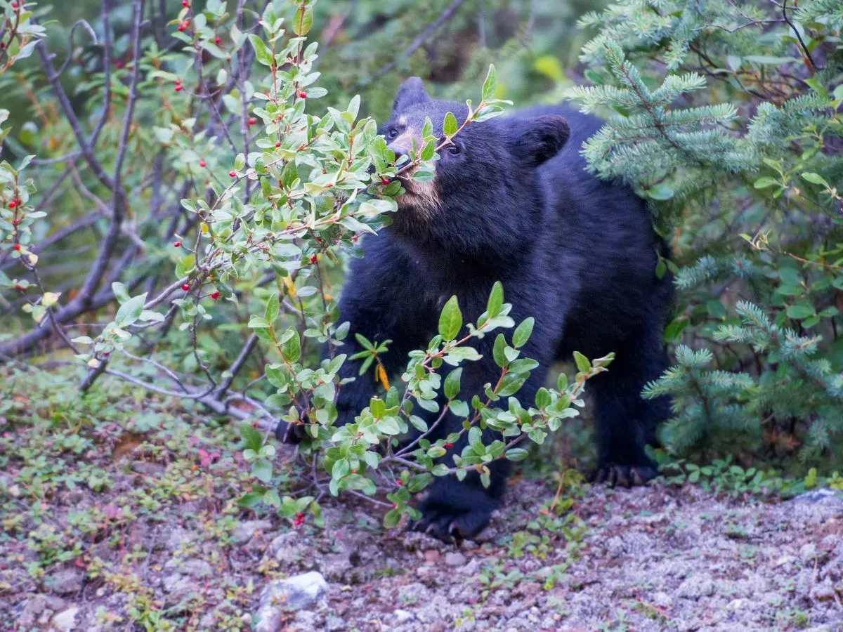 Black Bear in Highlands of Maine