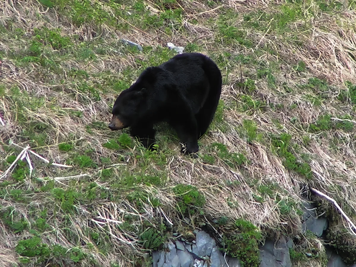 Black Bear on Hillside in Kenai Fjords National Park Alaska 1