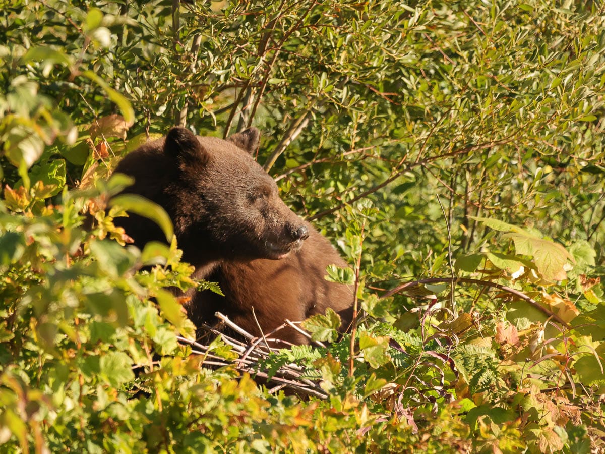 Black Bear on hillside on Wawona Road in Yosemite National Park California 2